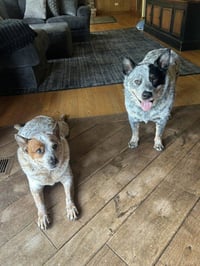 Waylon and Cash - Photo 3