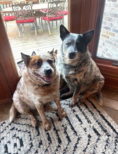 WAYLON AND CASH - Australian Cattle Dog/Blue Heeler available for adoption