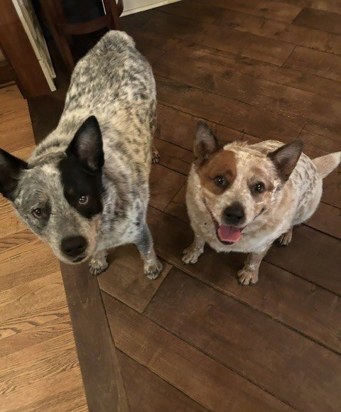 WAYLON AND CASH - Australian Cattle Dog/Blue Heeler available for adoption