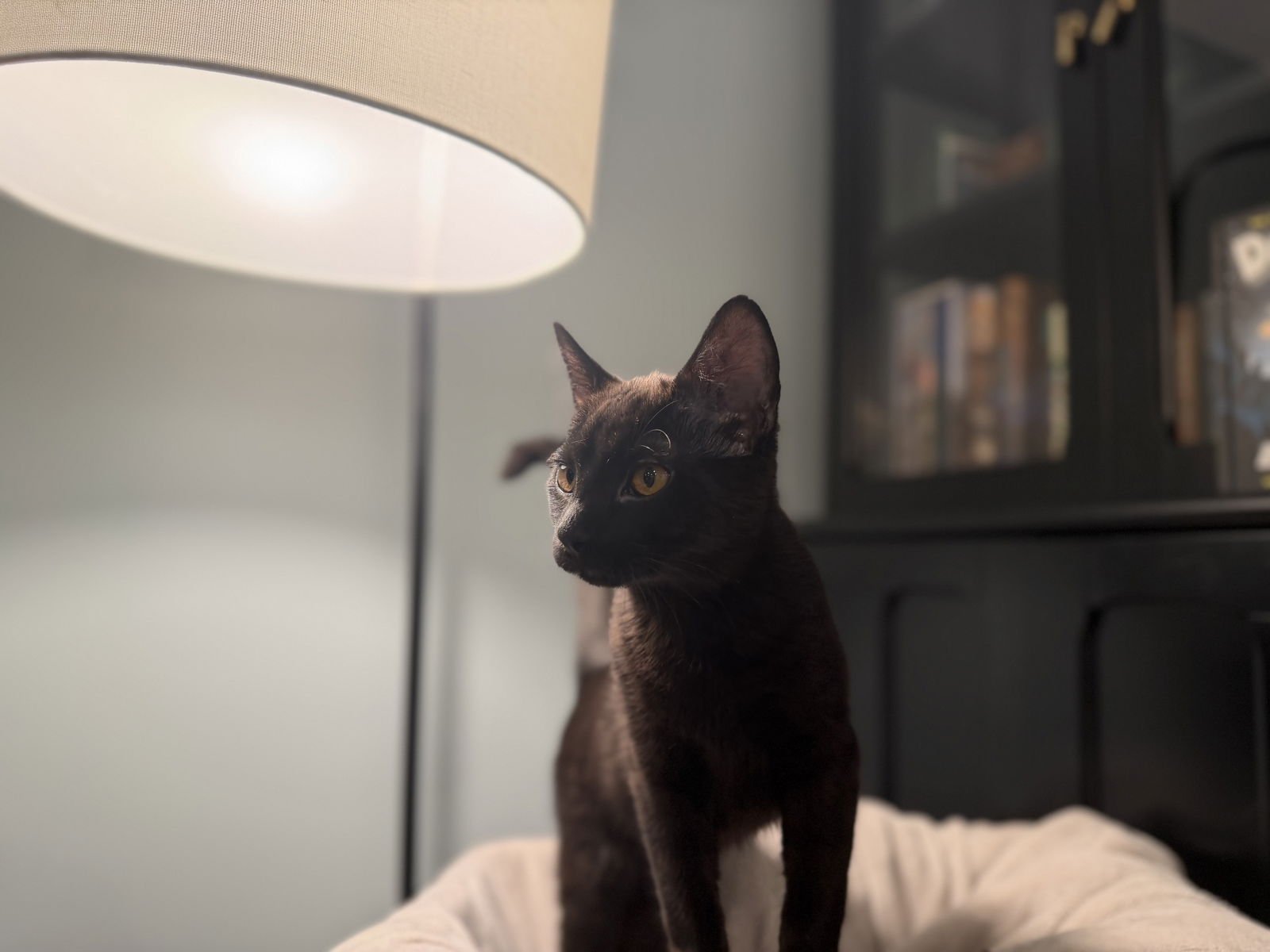 DOG MAN - Domestic Short Hair available for adoption