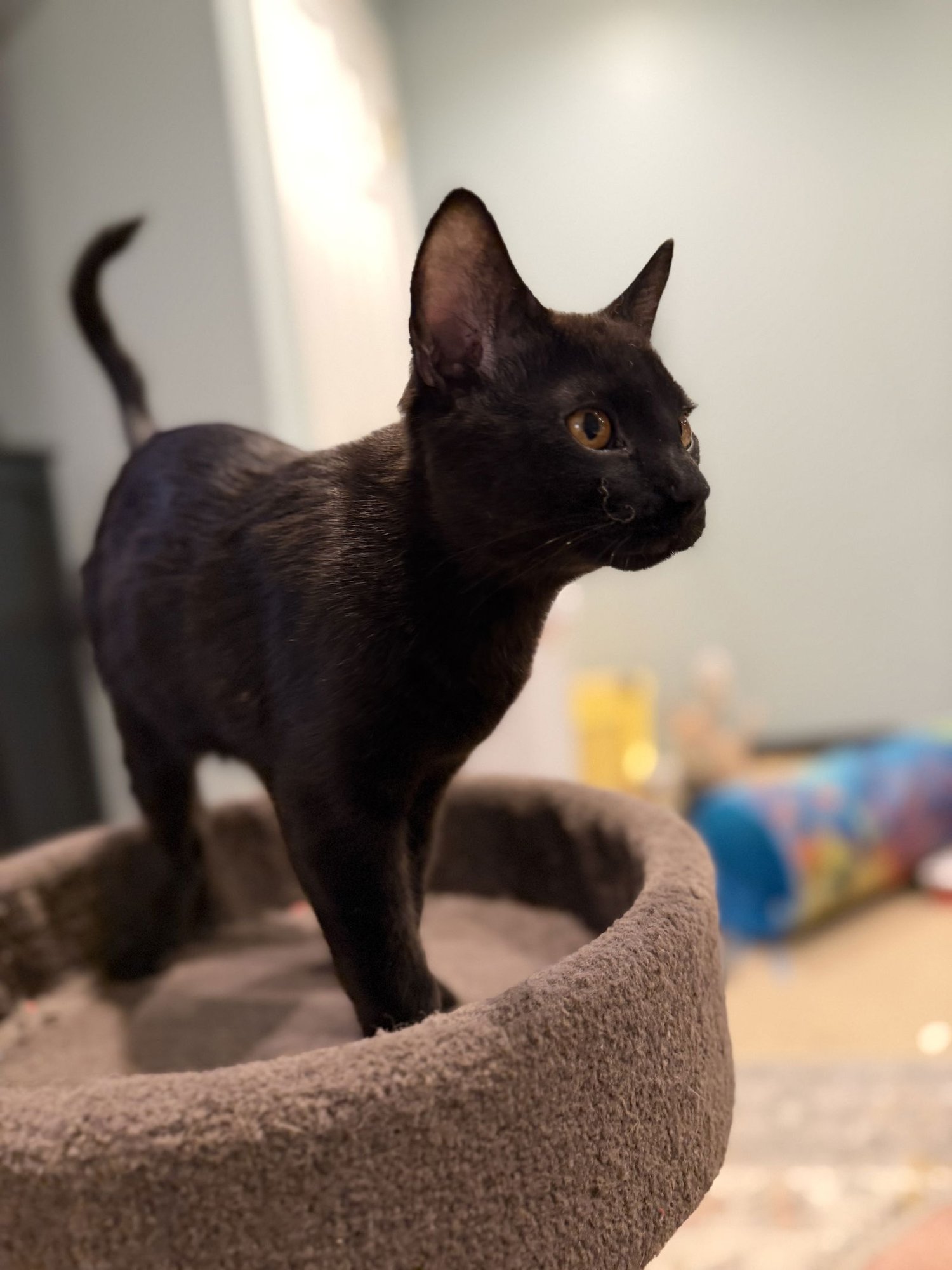 DOG MAN - Domestic Short Hair available for adoption