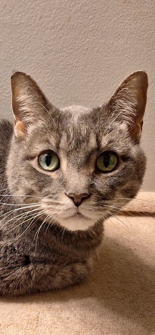DINK - Domestic Short Hair available for adoption