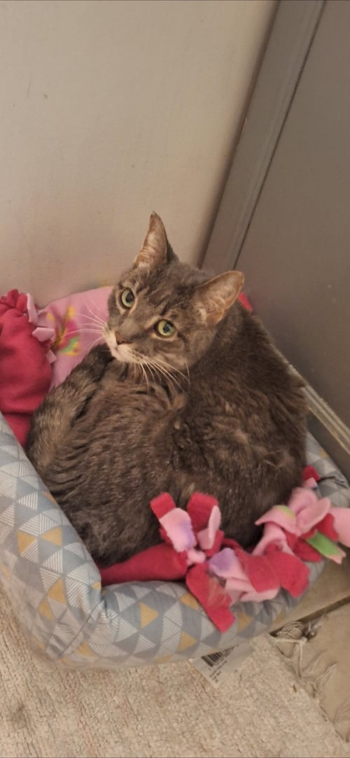 DINK - Domestic Short Hair available for adoption