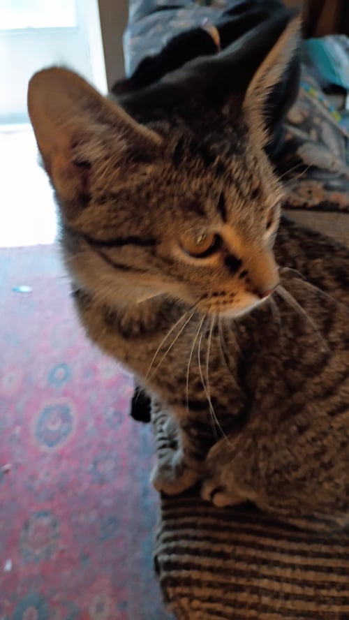 BRAEBURN - Domestic Short Hair available for adoption