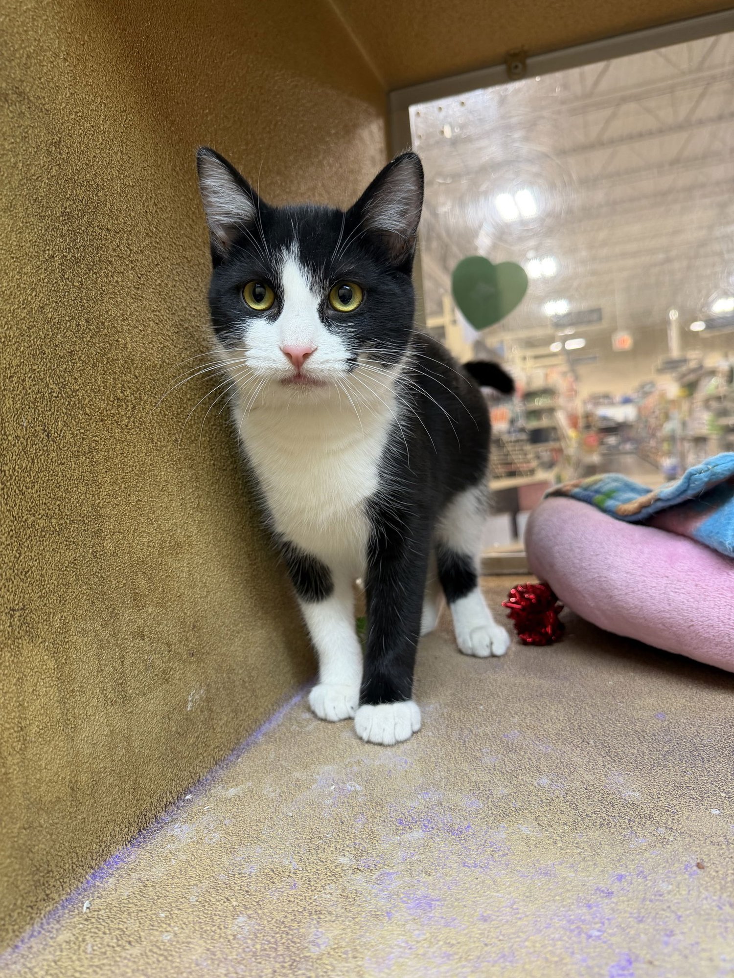 TRISHA - Domestic Short Hair available for adoption