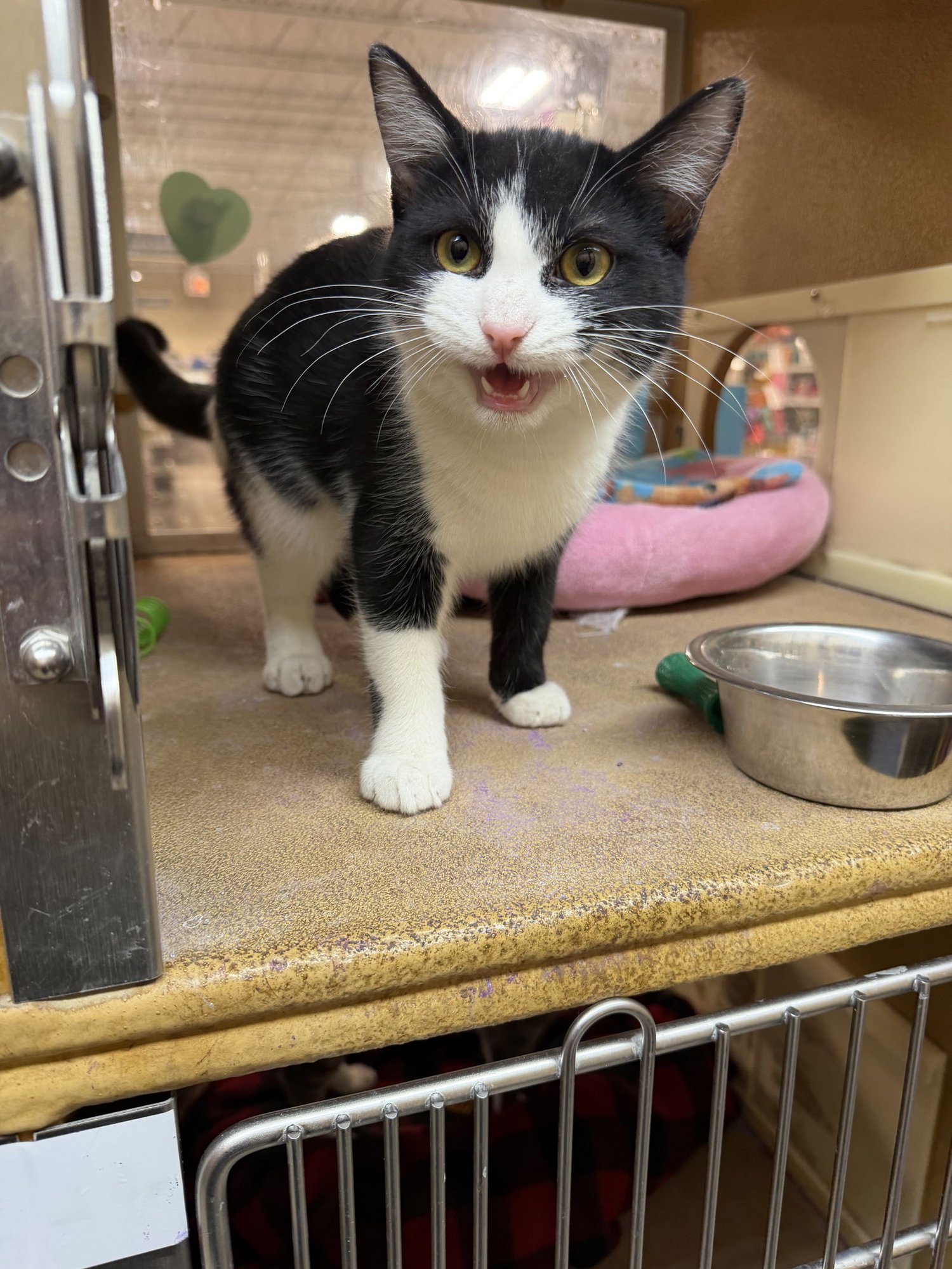 TRISHA - Domestic Short Hair available for adoption