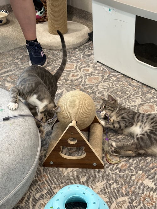 DEB & SCULLY (BONDED PAIR)
