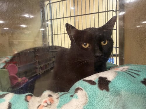 JIFFY - Domestic Short Hair available for adoption