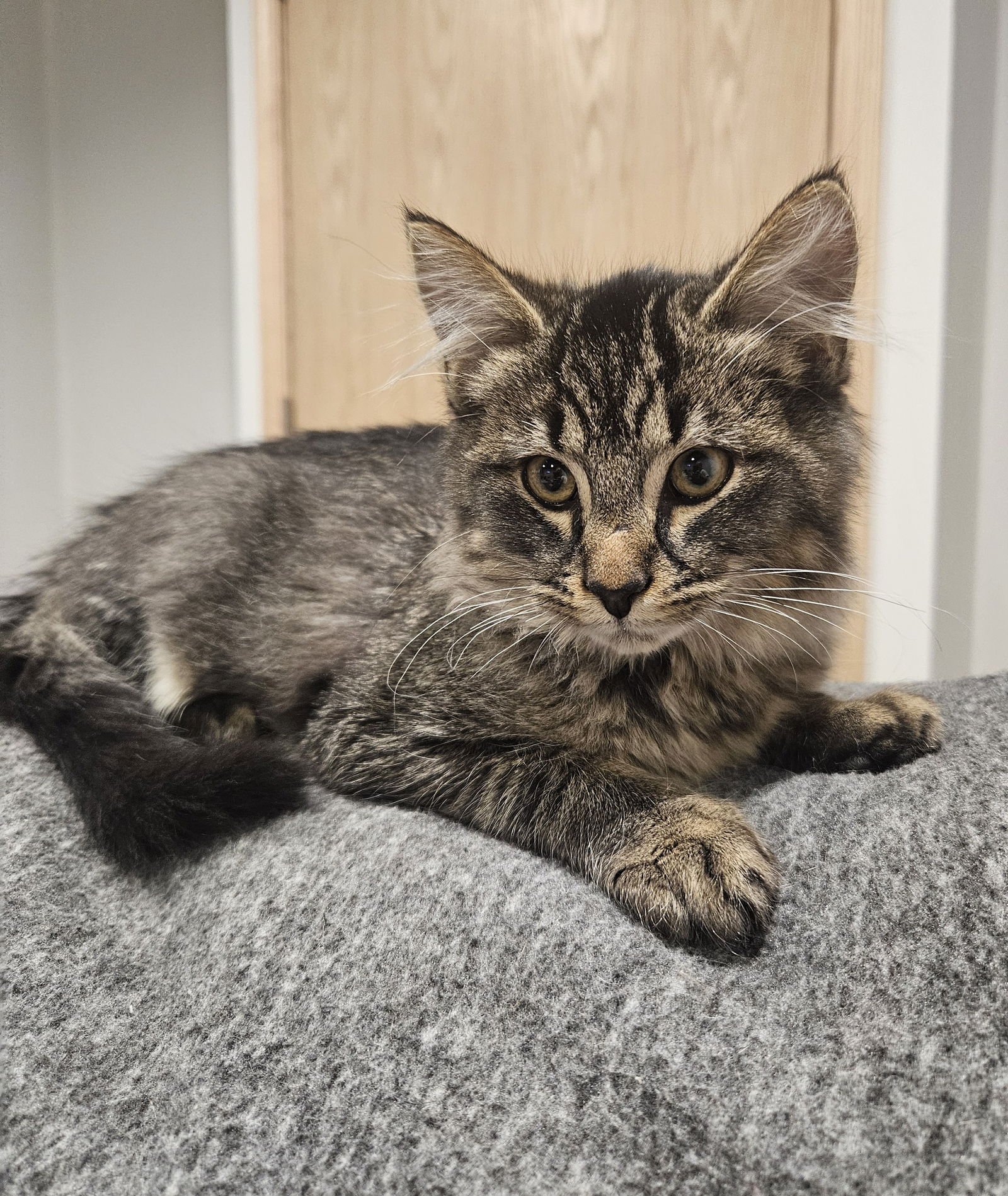 KARL - Domestic Long Hair available for adoption