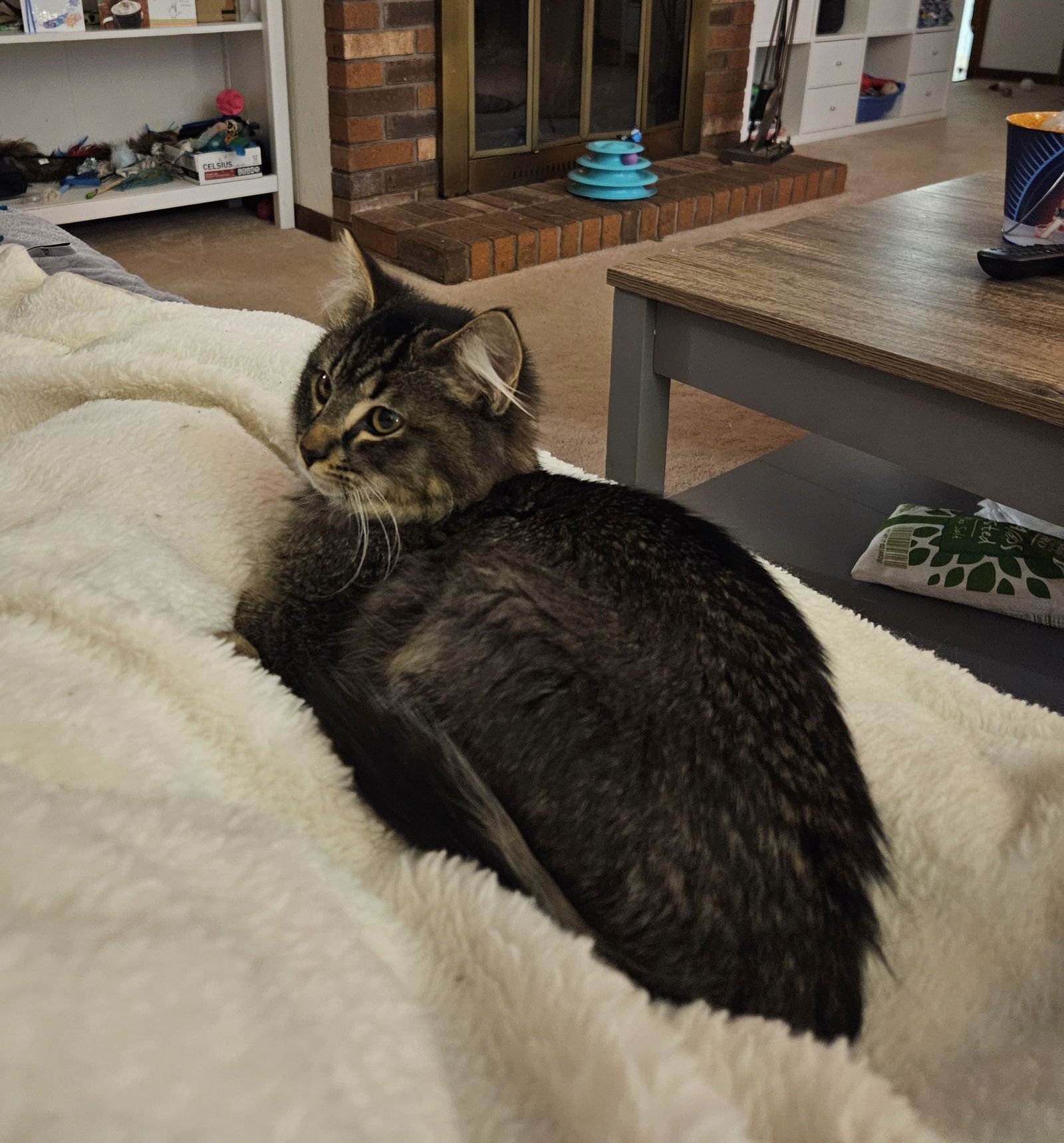 KARL - Domestic Long Hair available for adoption