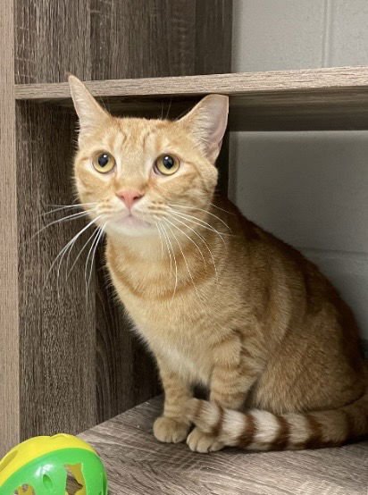 COCHO - Domestic Short Hair available for adoption