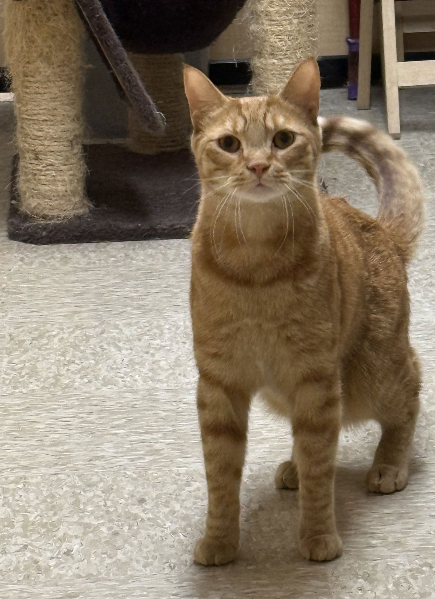 COCHO - Domestic Short Hair available for adoption