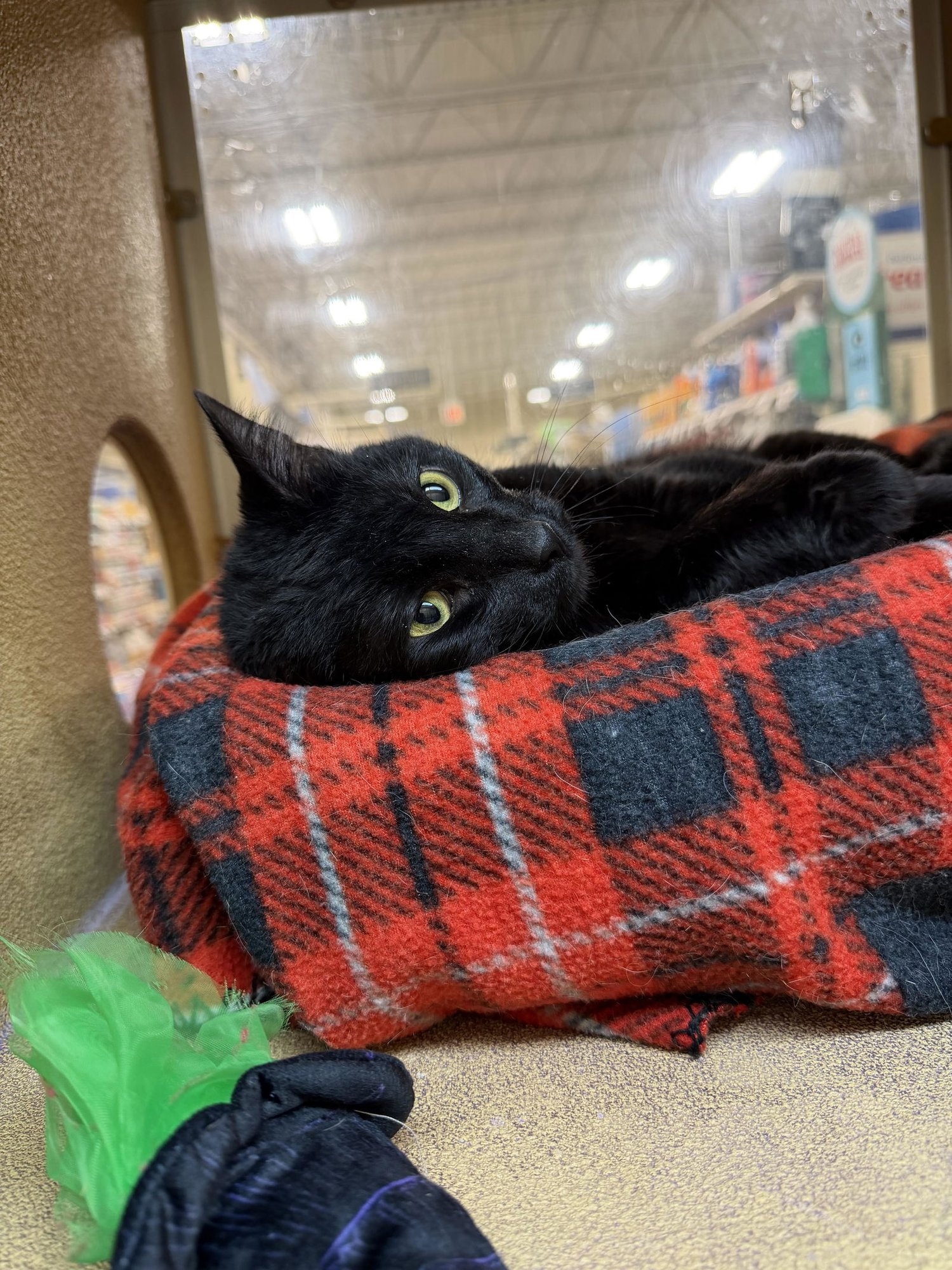 SANTANA - Domestic Short Hair available for adoption