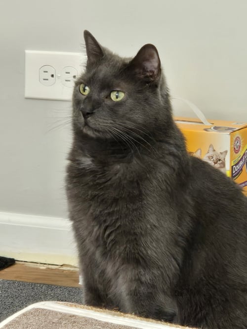 BUBBLES - Domestic Short Hair available for adoption