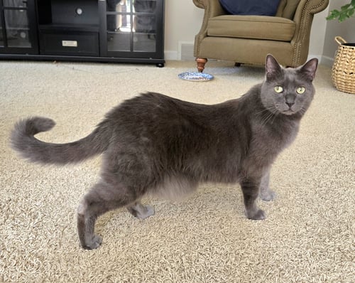 BUBBLES - Domestic Short Hair available for adoption