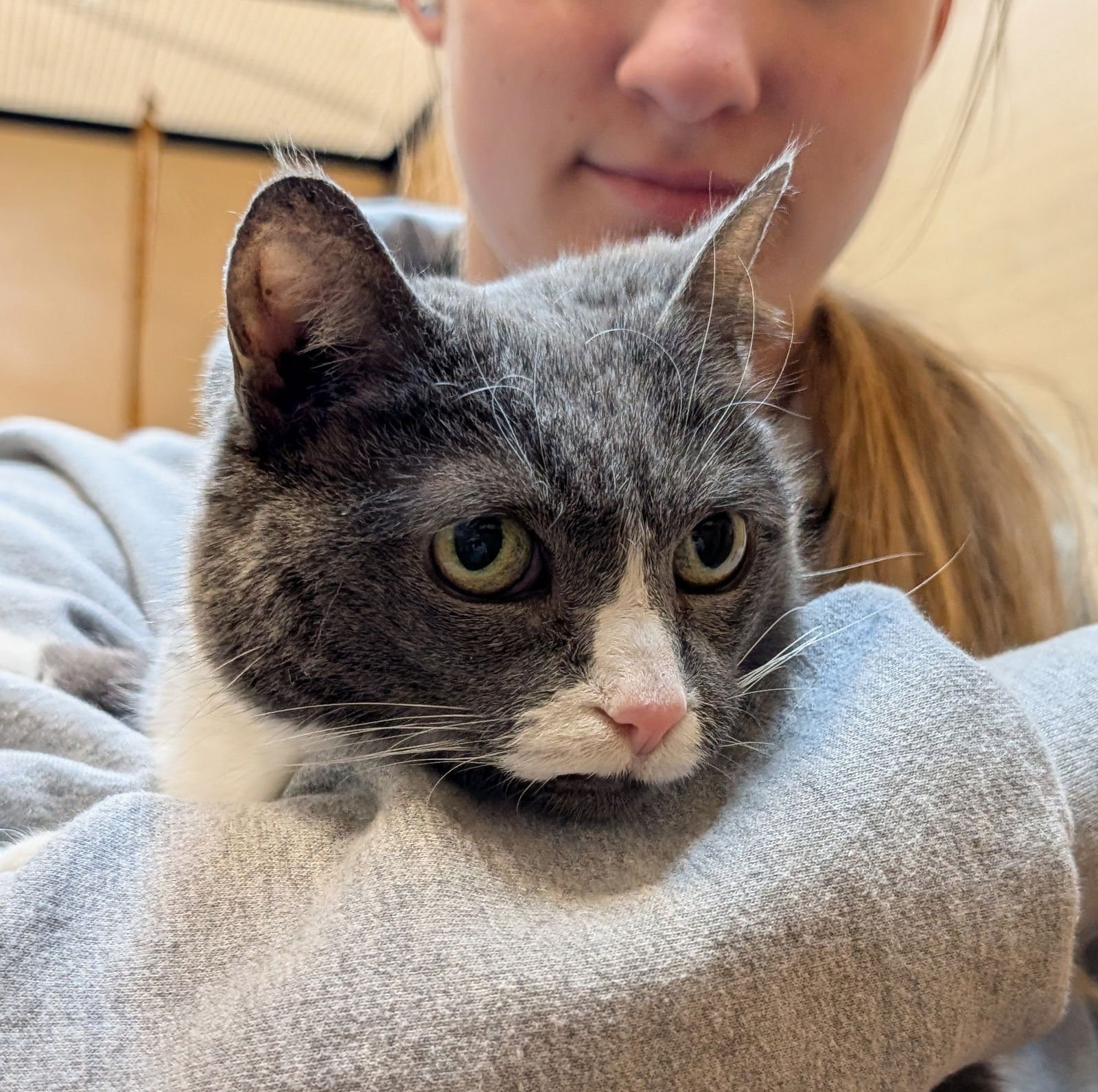 LUCKY - Domestic Short Hair available for adoption