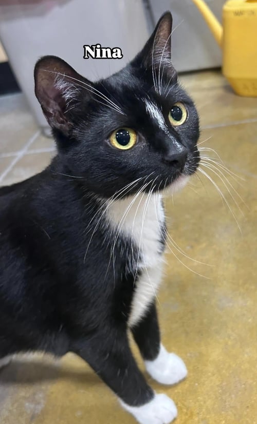 NINA - Domestic Short Hair available for adoption