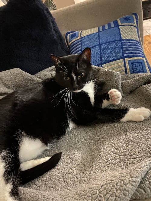 NINA - Domestic Short Hair available for adoption
