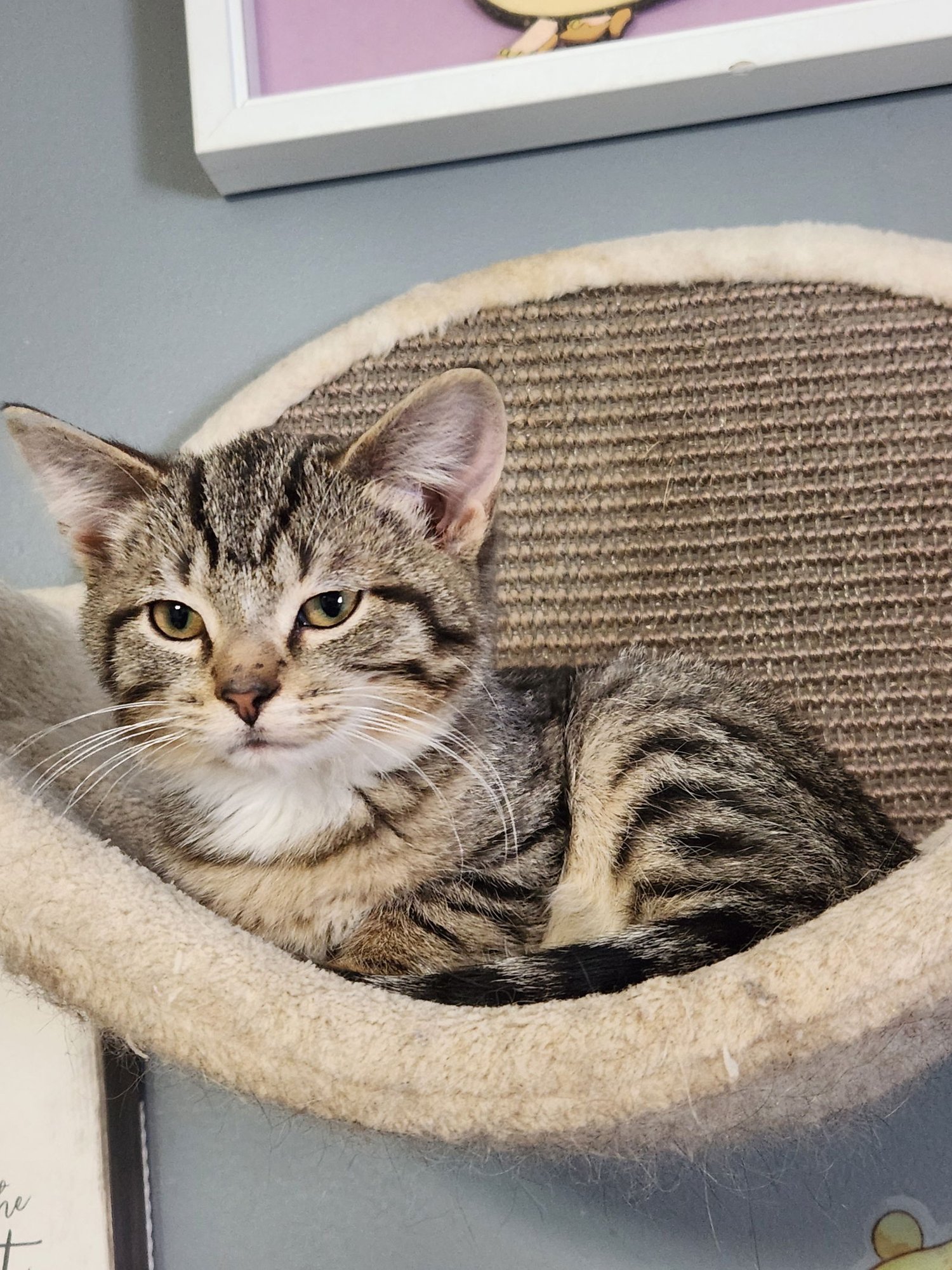 NACHOS BELLGRANDE - Domestic Short Hair available for adoption