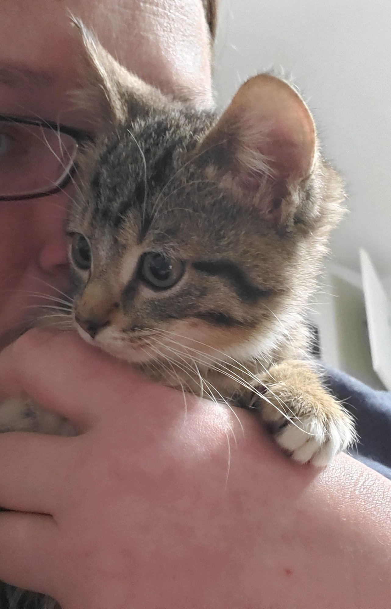 NACHOS BELLGRANDE - Domestic Short Hair available for adoption