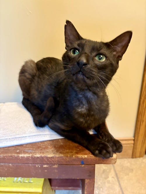 NELSON - Domestic Short Hair available for adoption