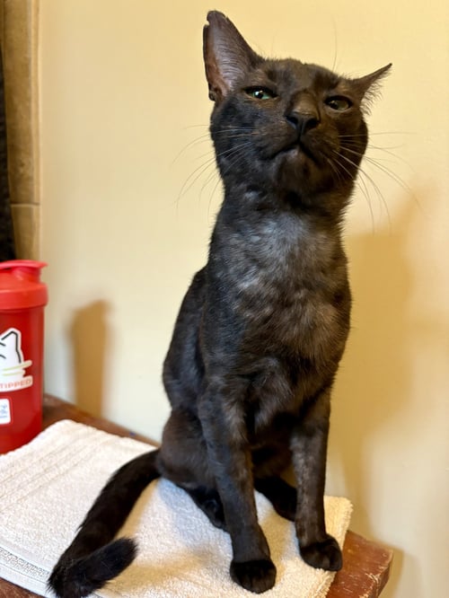 NELSON - Domestic Short Hair available for adoption