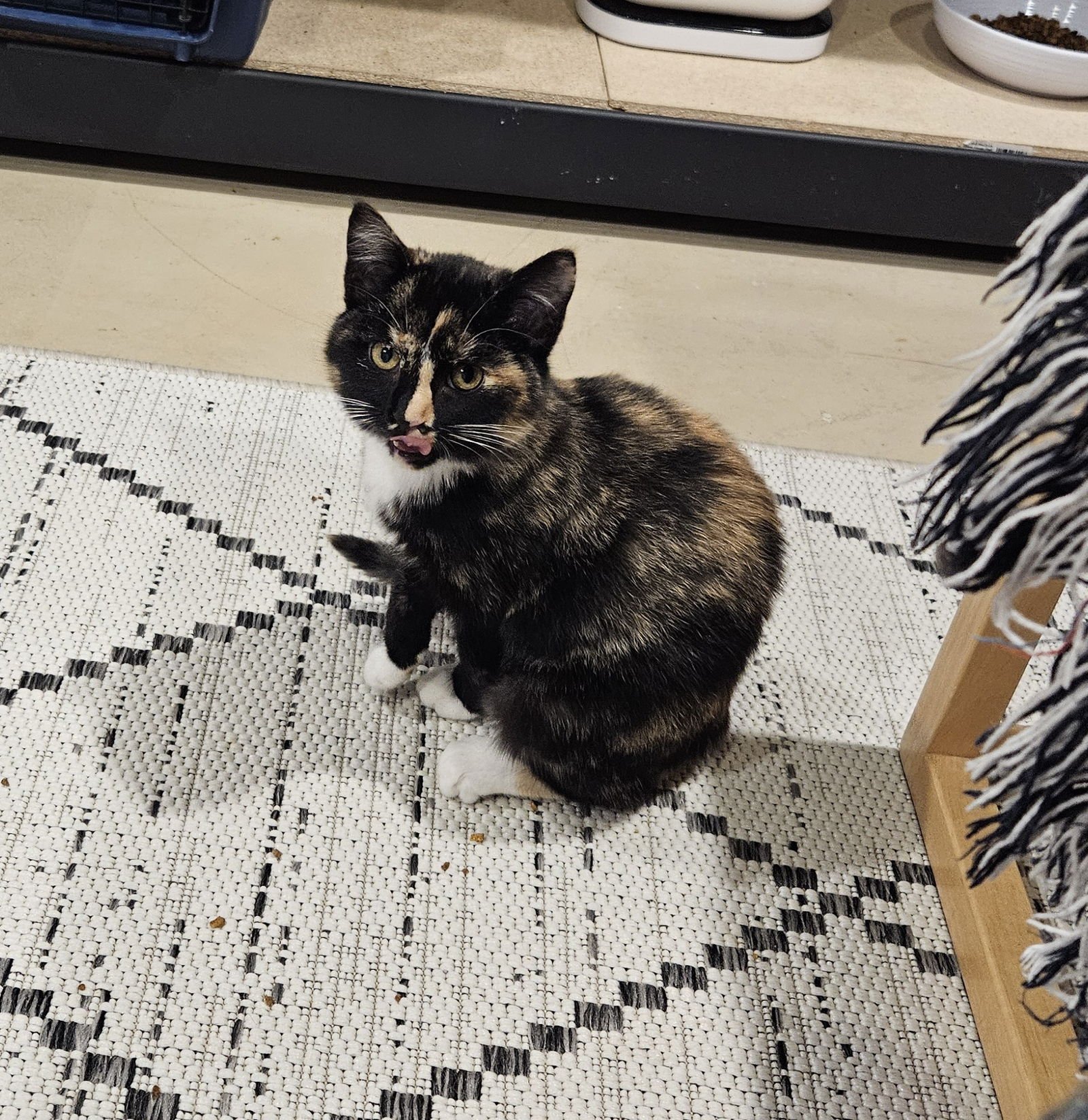 LUCINDA - Domestic Short Hair available for adoption