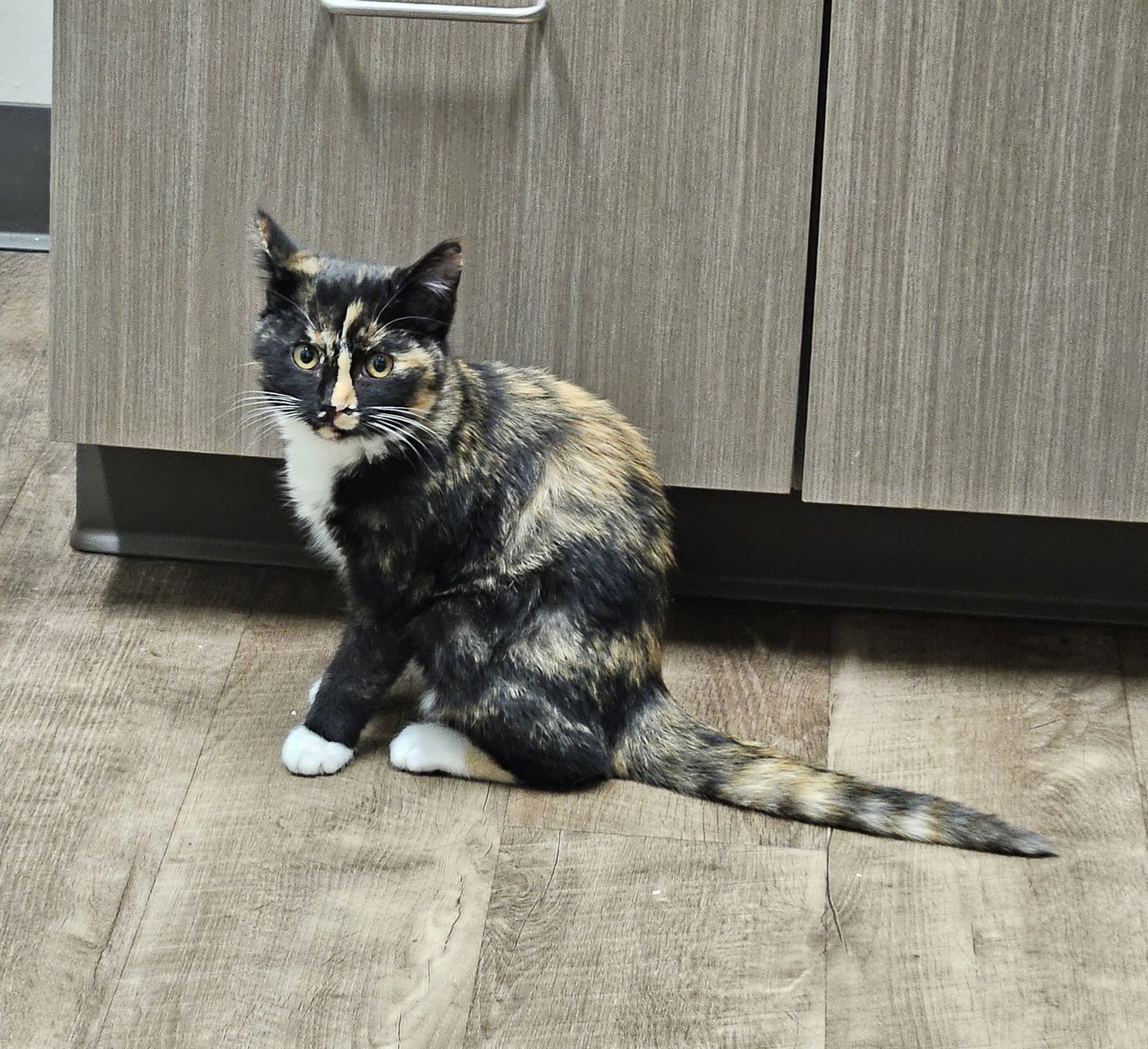 LUCINDA - Domestic Short Hair available for adoption