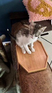 NEAH - Domestic Short Hair available for adoption