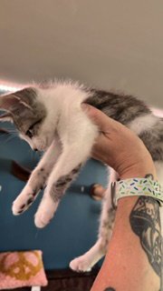 NEAH - Domestic Short Hair available for adoption