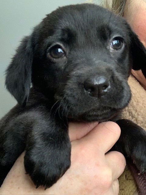 LILLITH - Beagle / Labrador Retriever available for adoption