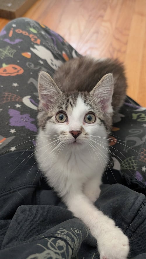 BLISS - Domestic Short Hair available for adoption