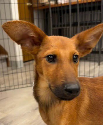 CASH - Airedale Terrier for adoption in Naperville
