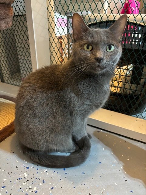 GABBY - Domestic Short Hair available for adoption
