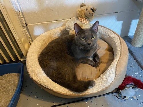 GABBY - Domestic Short Hair available for adoption