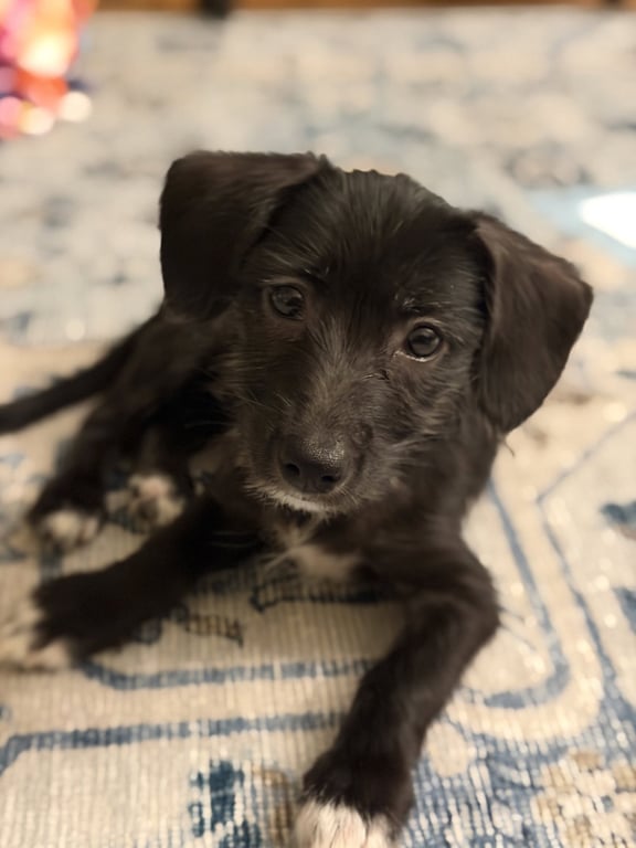 Fiona Image