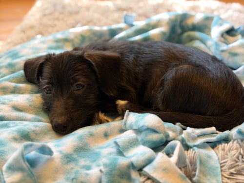 FIONA - Chihuahua / Terrier available for adoption