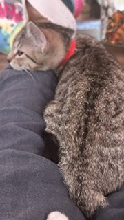 ANNIE - Domestic Short Hair available for adoption