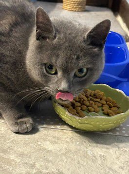 STARLA - Domestic Short Hair available for adoption