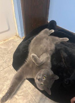 STARLA - Domestic Short Hair available for adoption