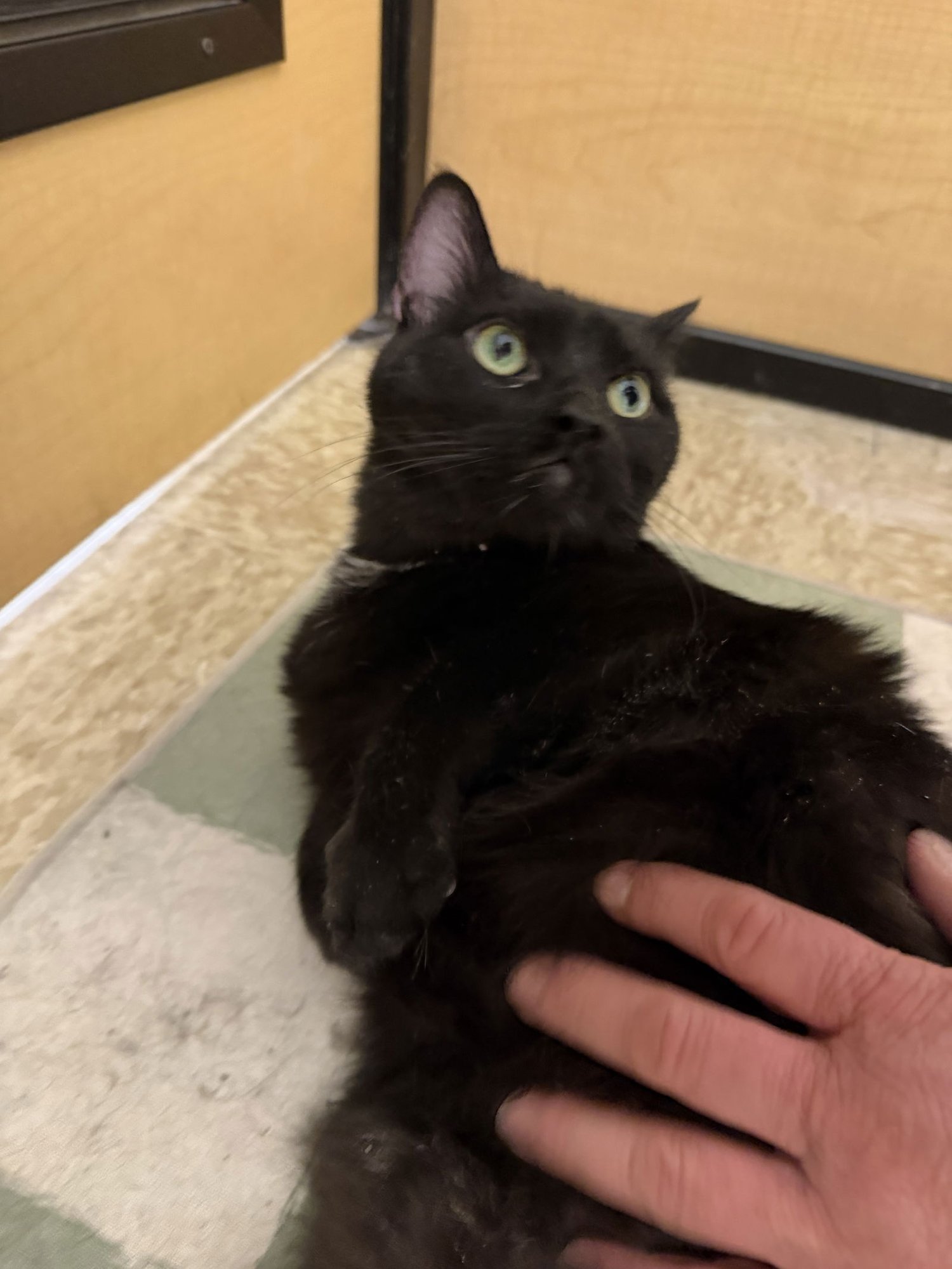 HAL (2 PAW DECLAW) - Domestic Short Hair available for adoption