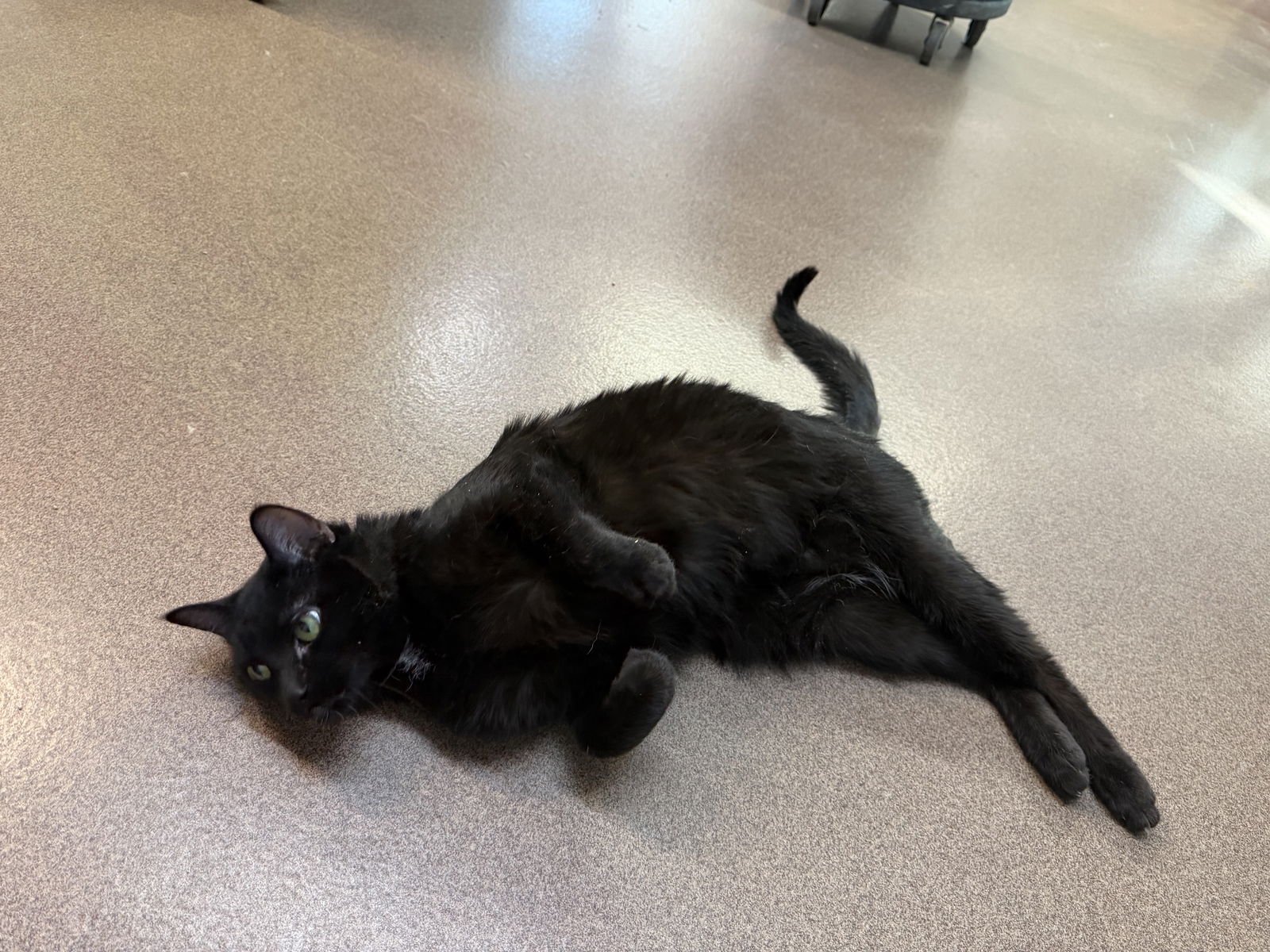 Hal (2 paw declaw) - Photo 3