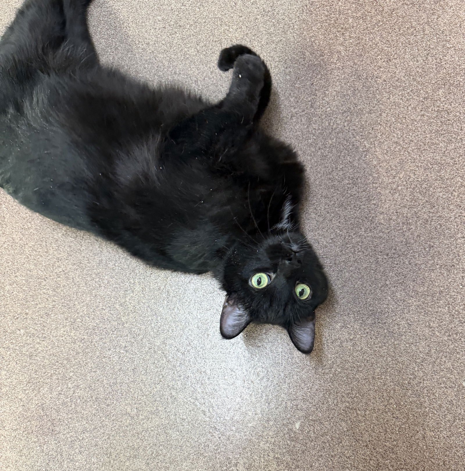 Hal (2 paw declaw) - Photo 4