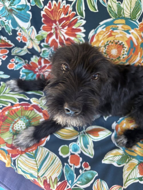 ADDISON - Airedale Terrier for adoption in Naperville