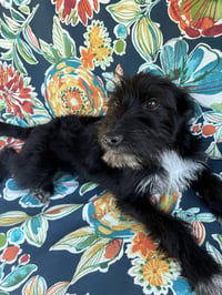 Addison - Photo 2