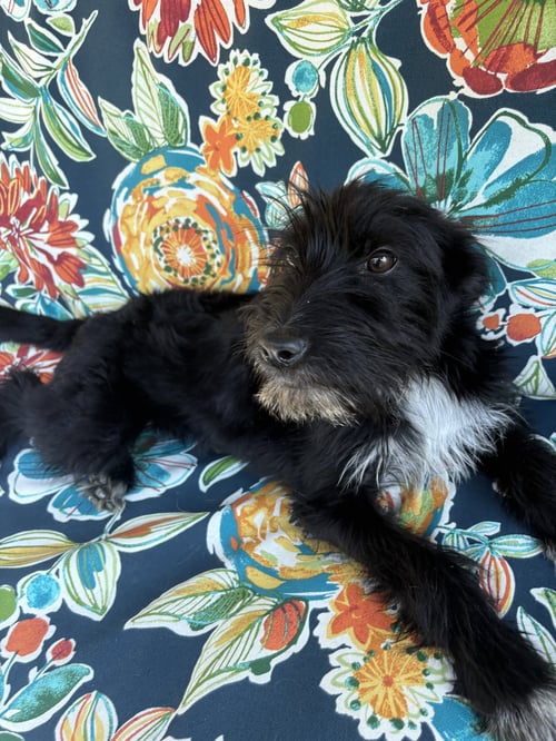 ADDISON - Airedale Terrier available for adoption