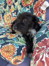Addison - Photo 3