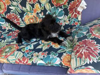 Addison - Photo 5
