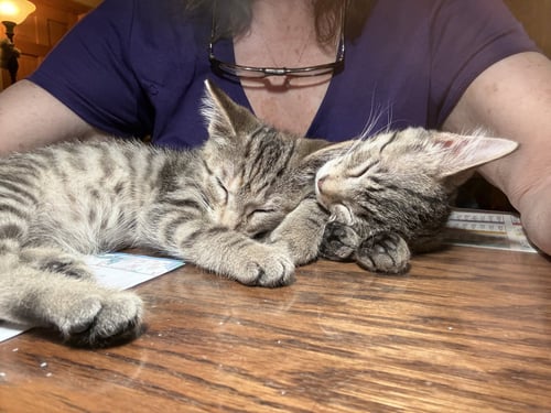 MCKINLEY AND MCKENZIE (BONDED SISTERS) - Domestic Short Hair available for adoption