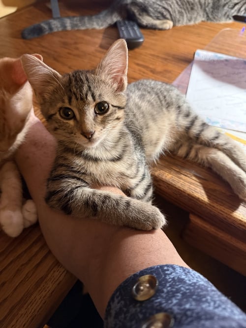 MCKINLEY - Domestic Short Hair available for adoption